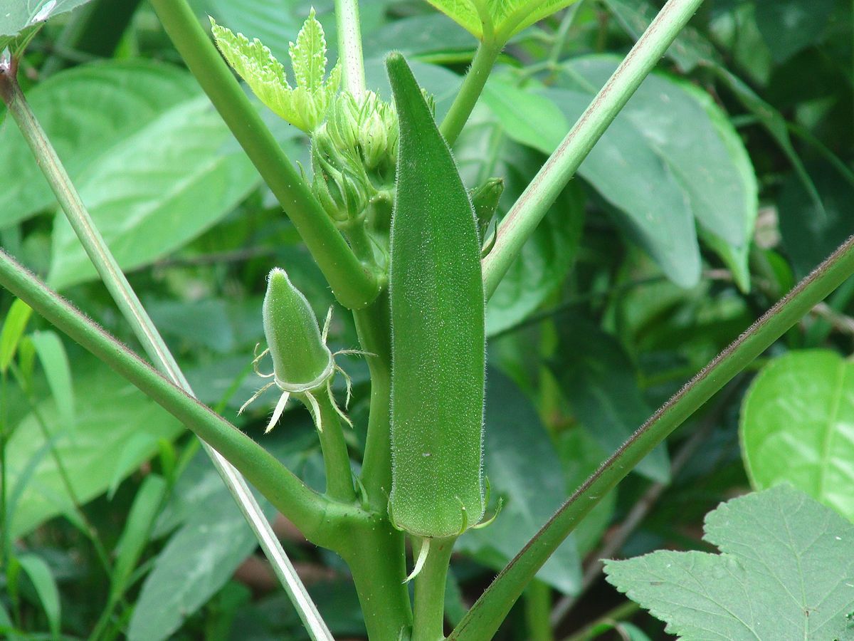 okra seeds