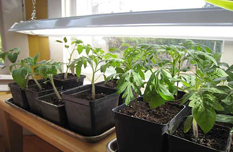 seeds germination window south facing