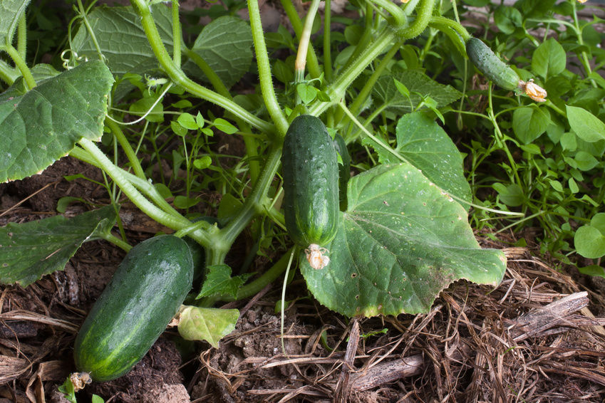 cucumber