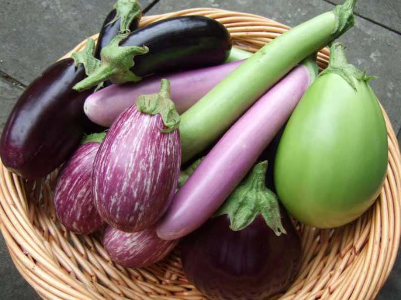 brinjal seeds