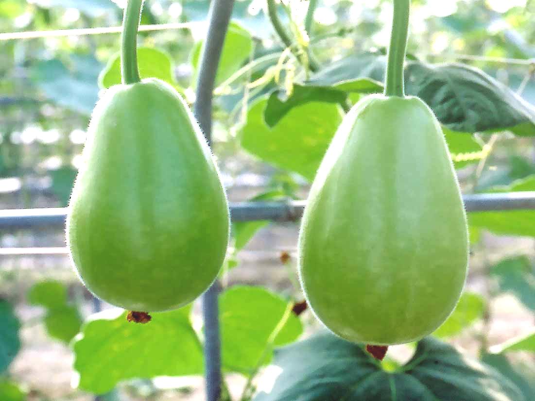 Bottle Gourd