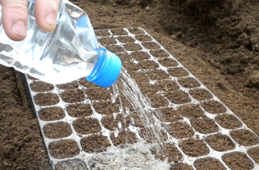 water seedlings