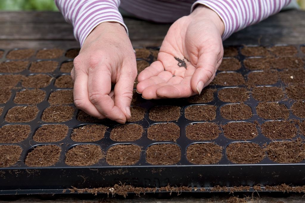 sowing seeds