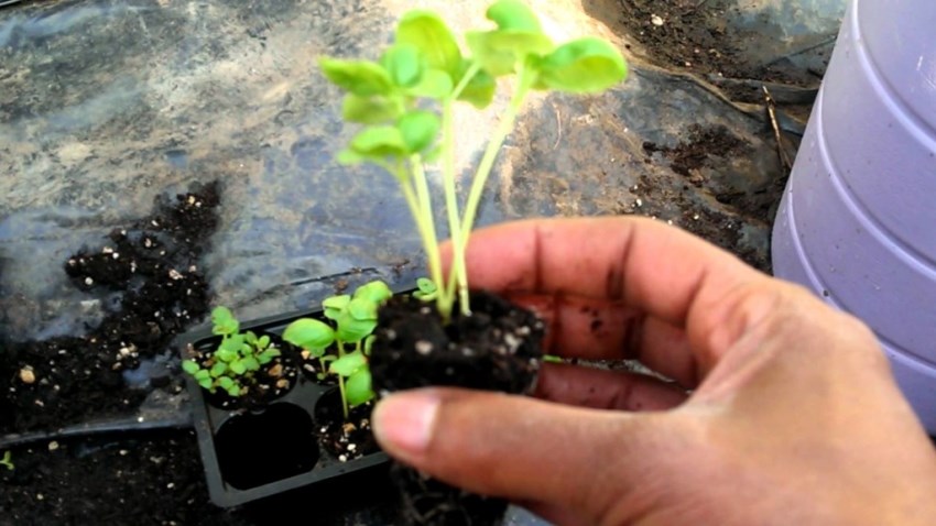 seedlings transplantation