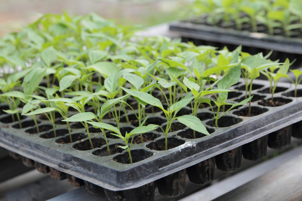 seedlings tray or germination tray online buy from www.plantsguru.com