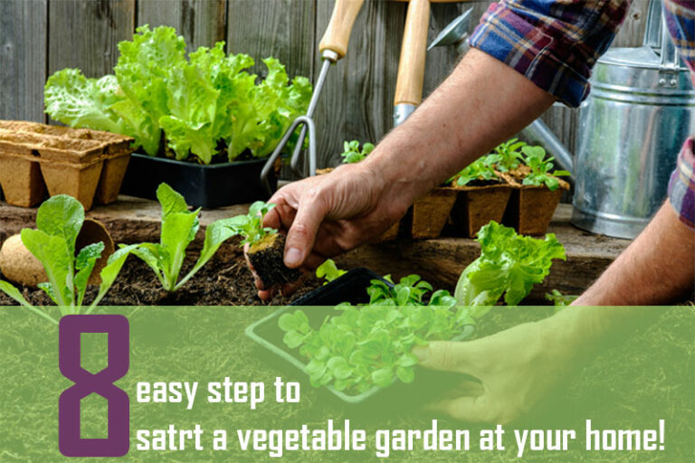 start vegetable garden