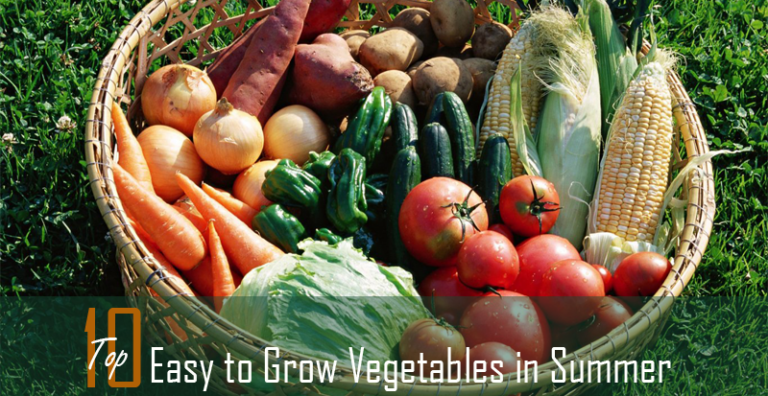 top 10 easy to grow vegetables in summer