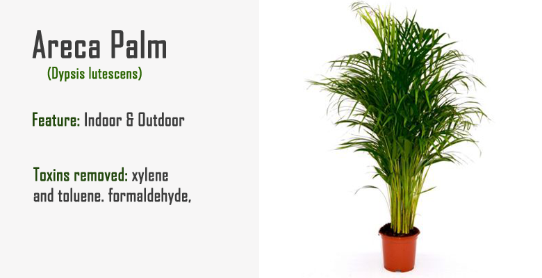 areca palm air purify plant