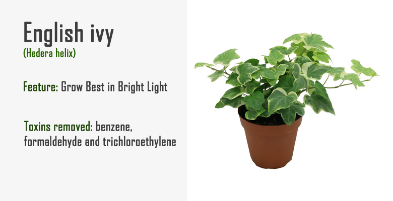 english ivy air purify plant