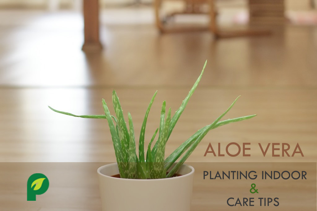 planting aloe vera indoor
