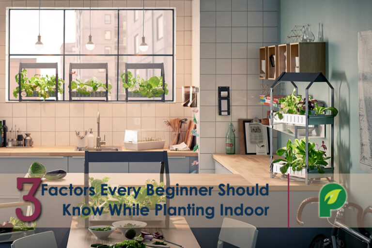 indoor gardening tips